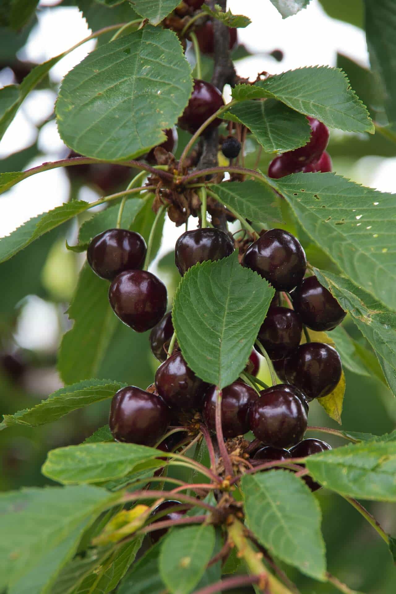 Cerises du jardin
