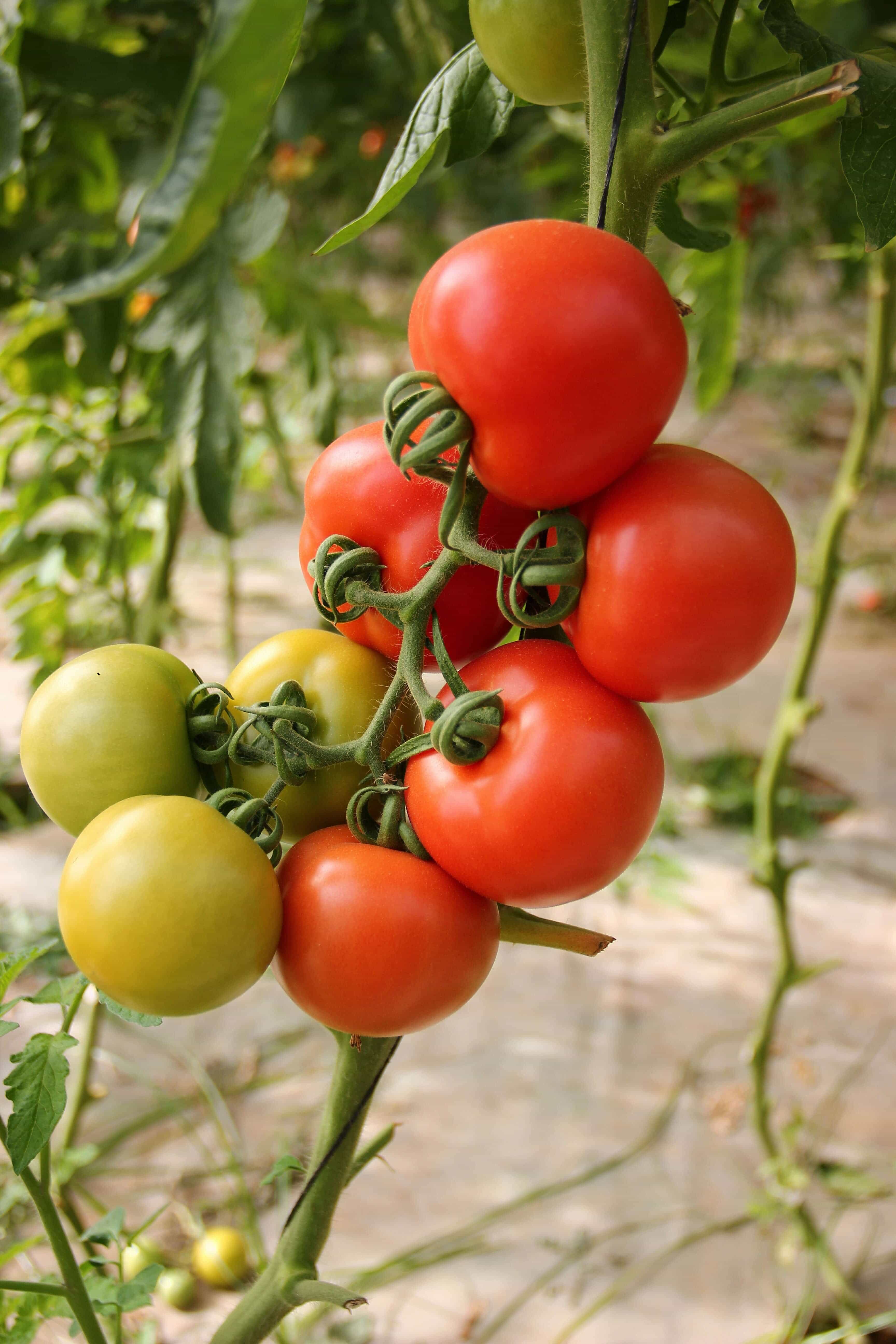 Tomates du jardin
