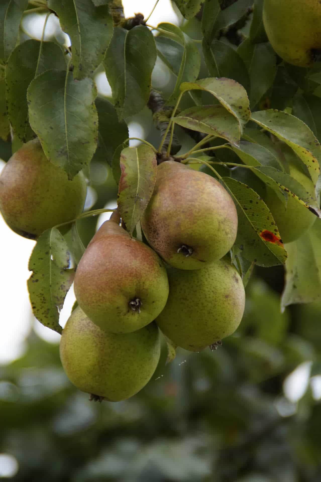 Poires fraîches du verger