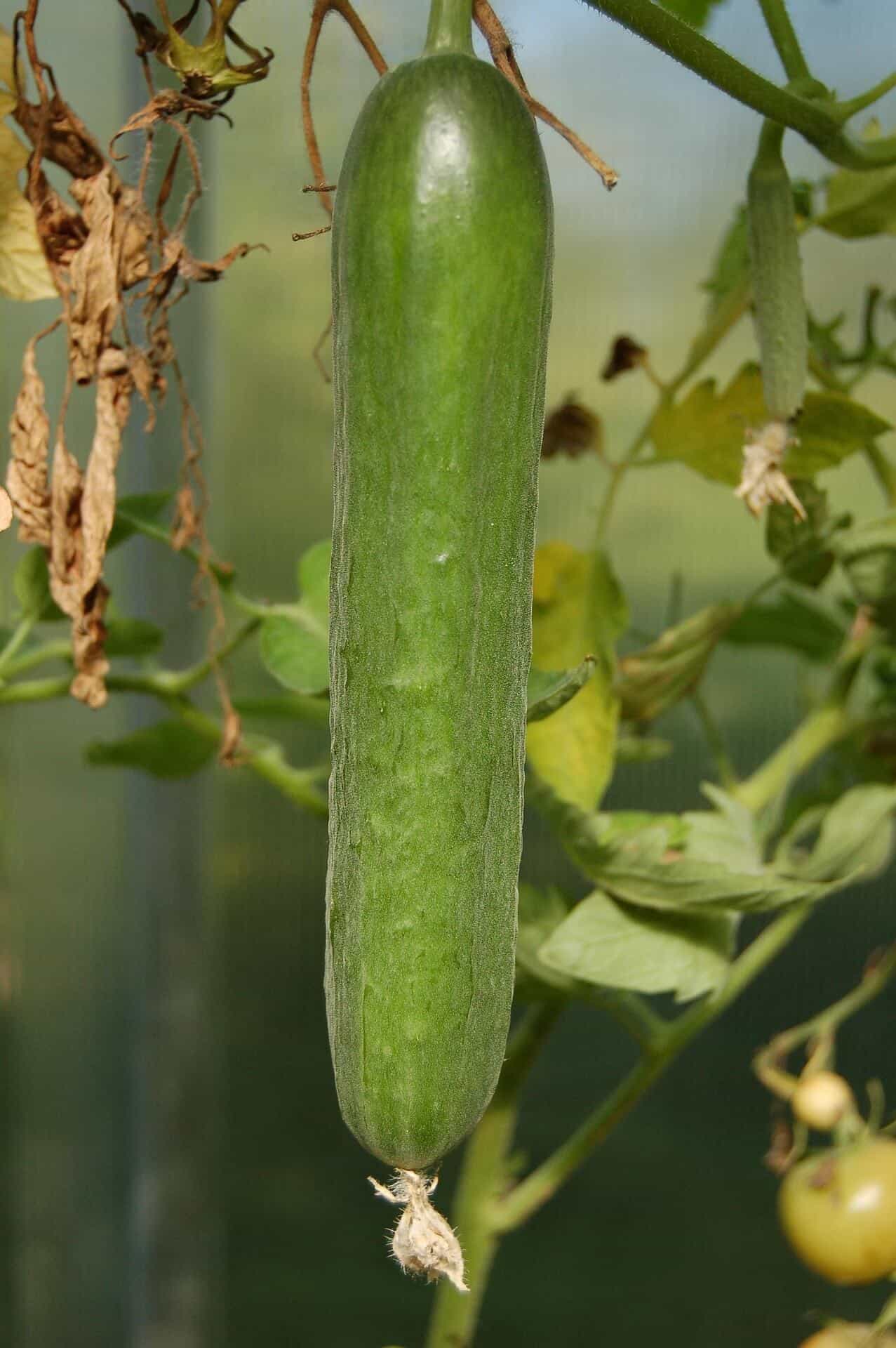 Concombres frais du potager