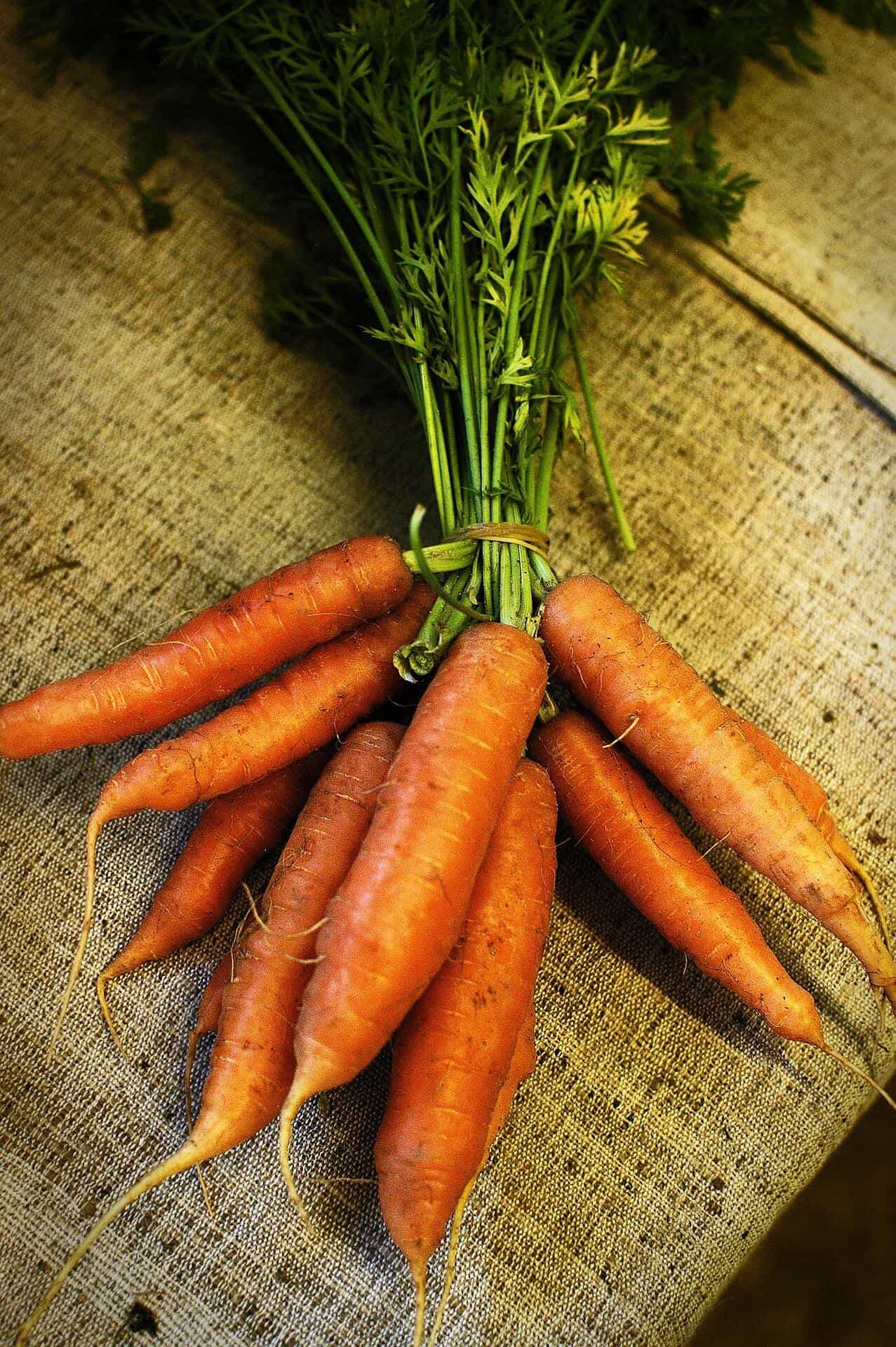 Carottes fraîches du jardin