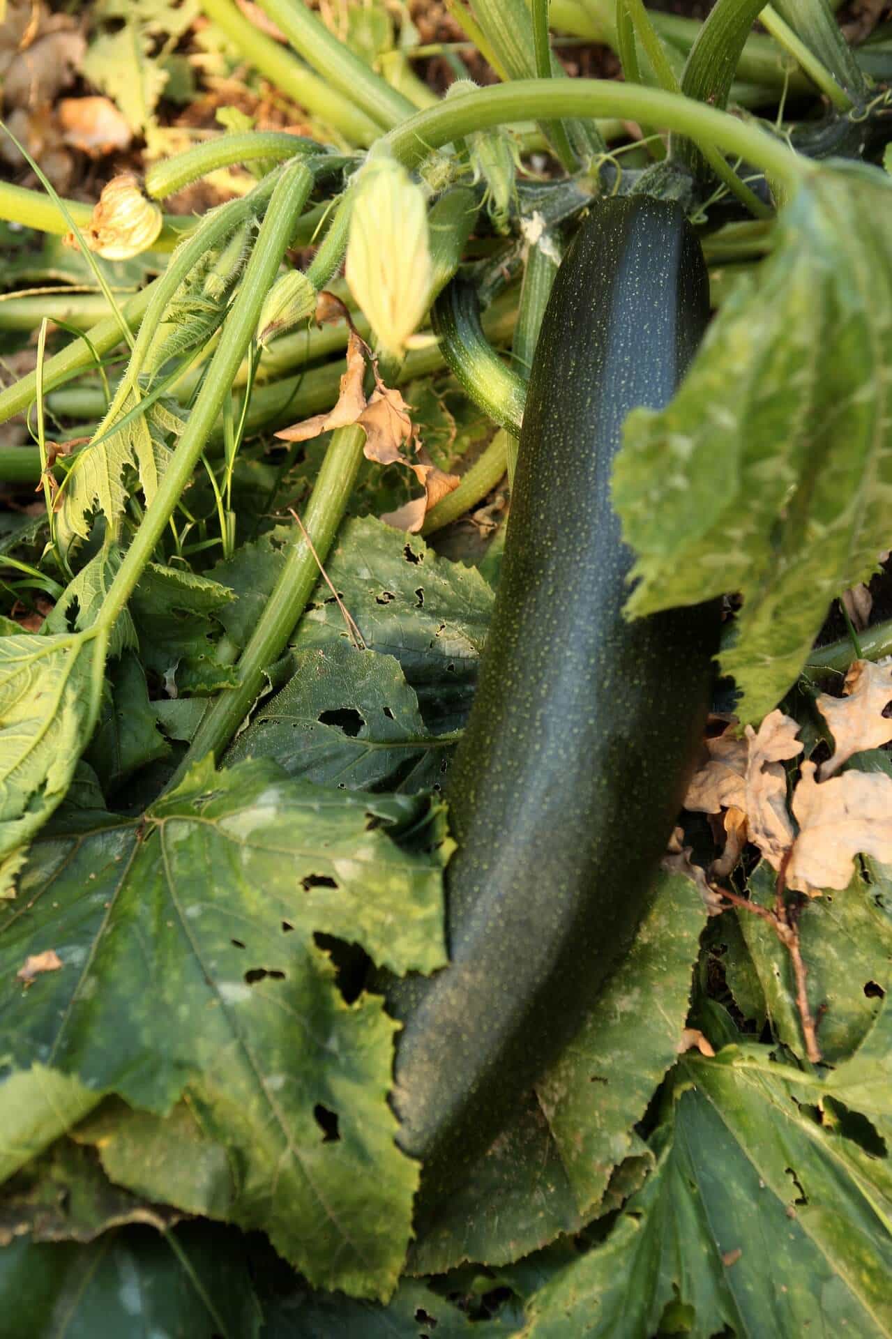 Courgettes fraîches du potager