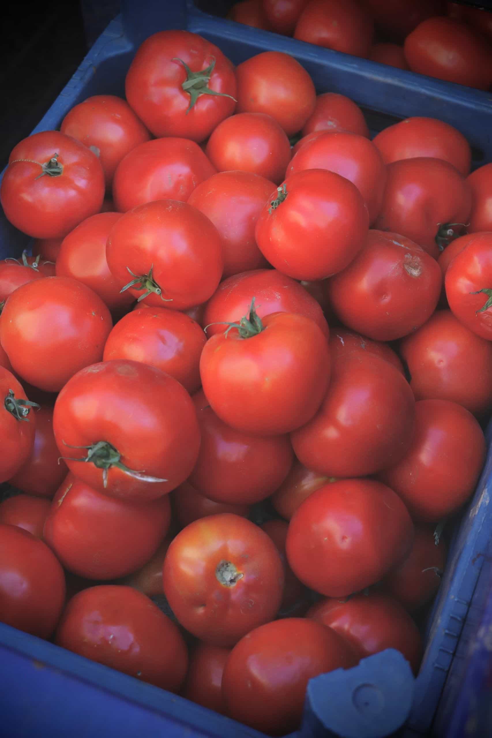 Tomates fraiches du jardin.
