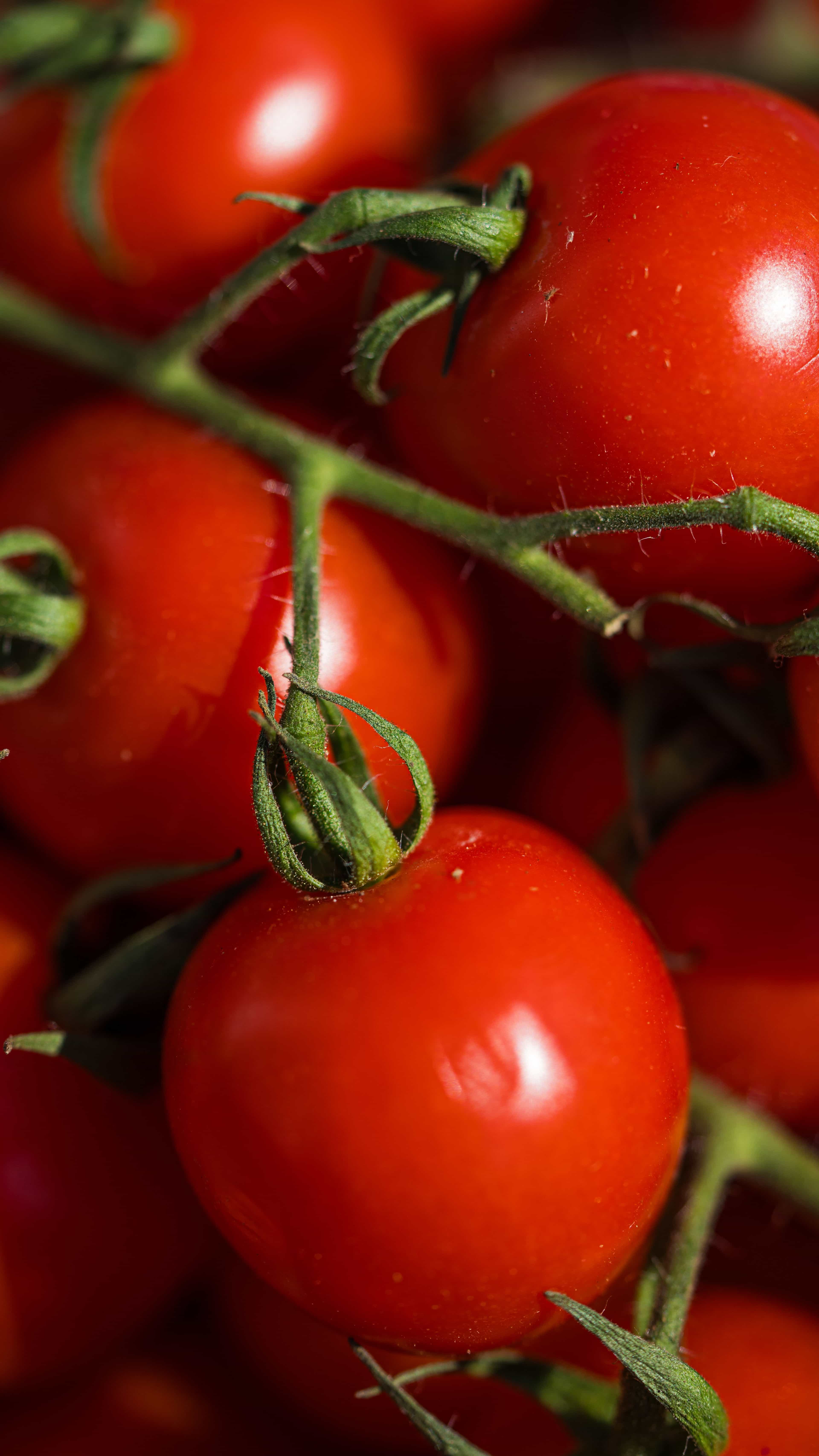 Tomates fraiches du jardin.